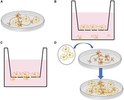 Review: In vitro Cell Platform for Understanding Developmental Toxicity